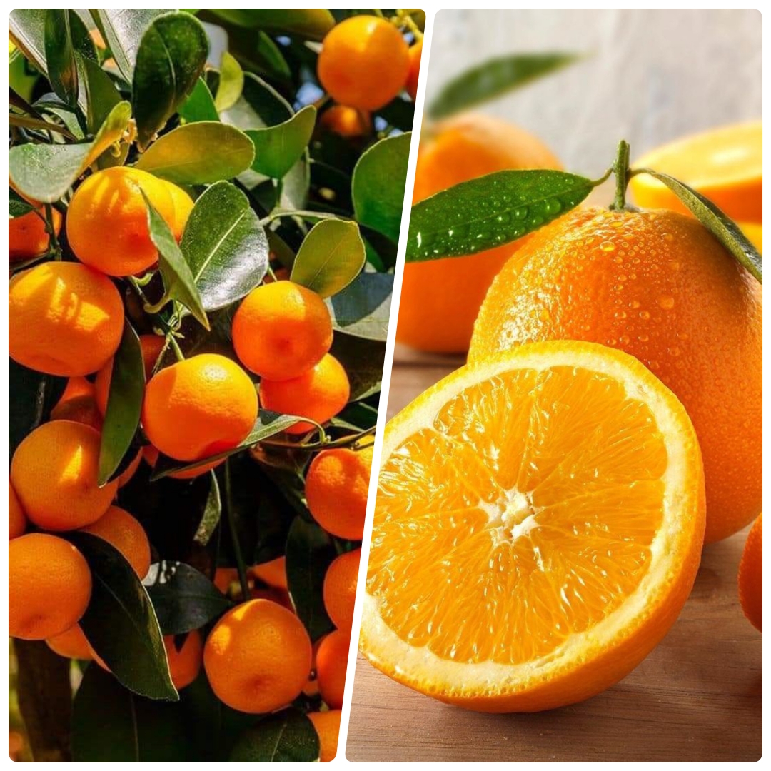 Best Recovery Fruits for Fitness
